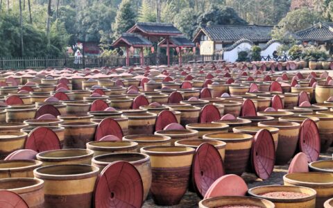 Rows of clay jars in an Asian facility for traditional soy sauce fermentation.