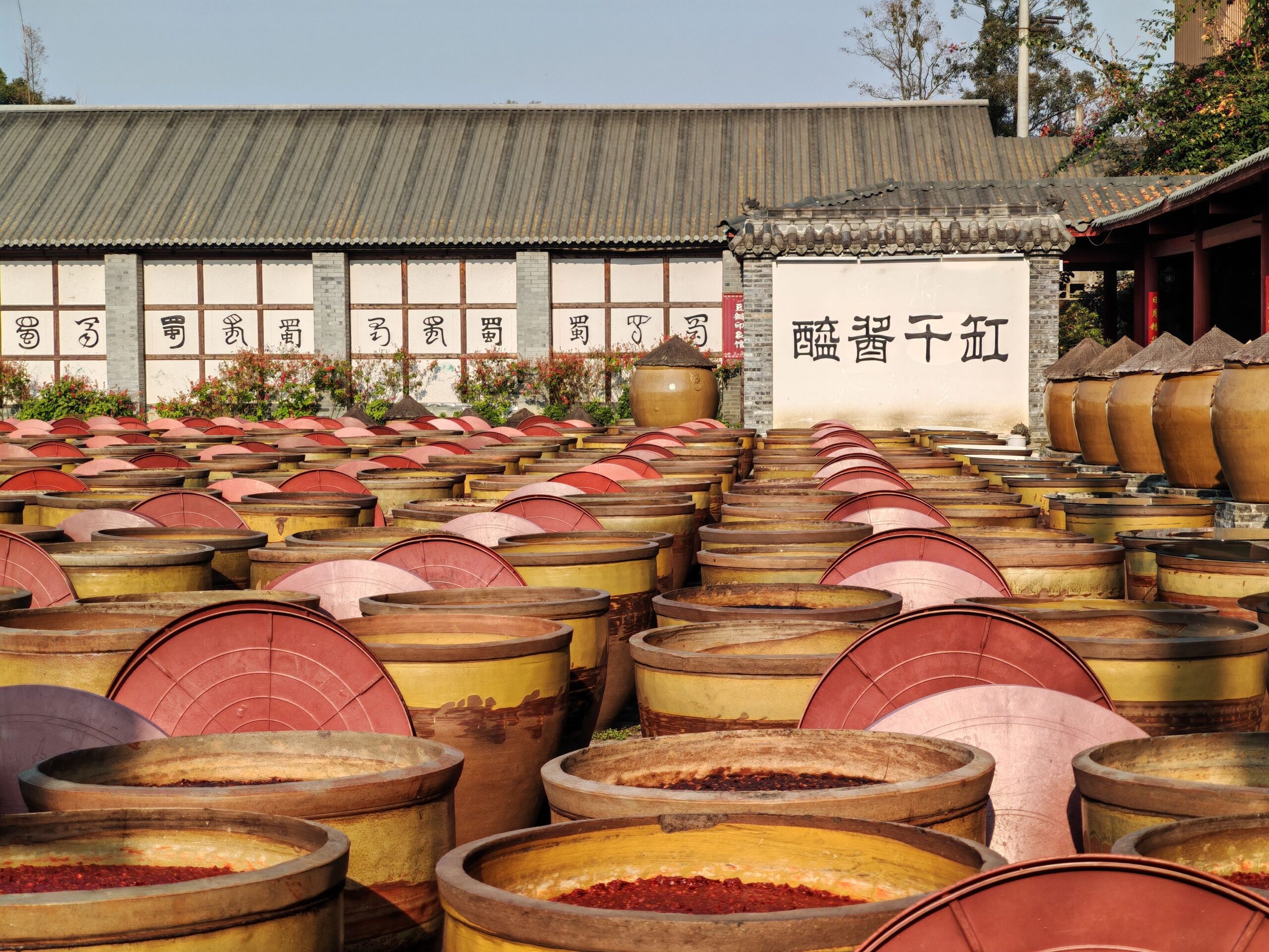 Rows of fermentation jars in a traditional Chinese courtyard, under a clear sky.